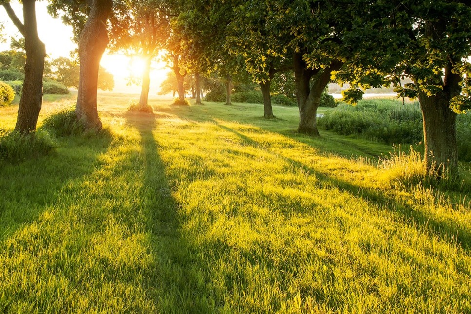 The sun shines through 9 green trees in a grassy green meadow